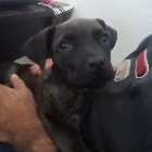 Franco